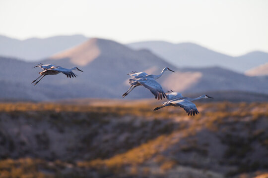 sandhill cranes and geese migrating to Bosque Del Apache, New Mexico
