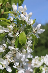 White Flowers On The Tree, Pylypow Wetlands, Edmonton, Alberta