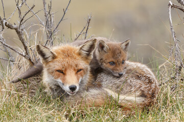 Red fox cubs in nature