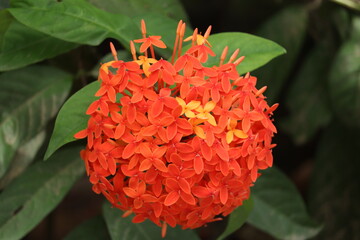 red ixora flower in a garden