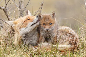 Red fox cubs in nature