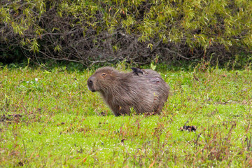 The capybara and his bird friend