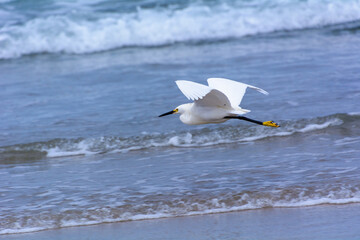 bird at the shore of San Diego