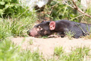 Tasmanian Devil (in german 
Beutelteufel) Sarcophilus harrisii