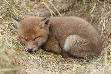 Red fox cubs in nature