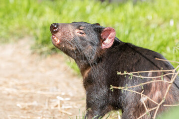Fototapeta premium Tasmanian Devil (in german Beutelteufel) Sarcophilus harrisii