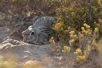 Desert hare hiding in the mid of desert plants at Bahrain