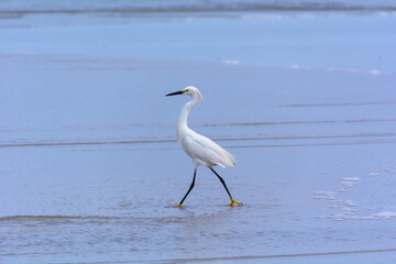 bird at the shore of San Diego