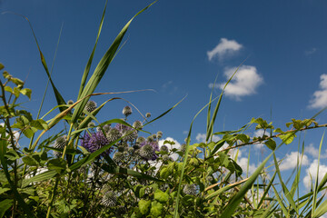 Dolphin-shaped floating cloud above a green meadow