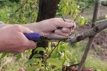 man cuts a tree branch
