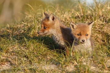 Red cubs in springtime playing in nature