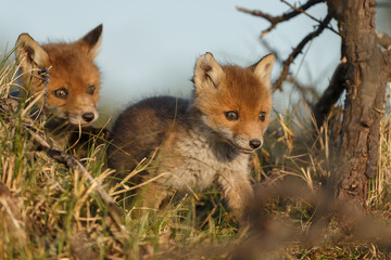 Red cubs in springtime playing in nature