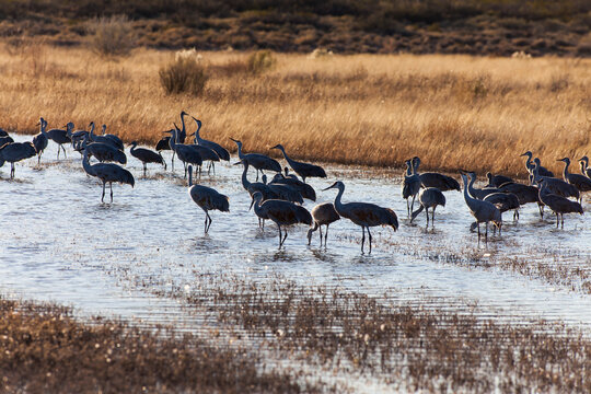 sandhill cranes and geese migrating to Bosque Del Apache, New Mexico