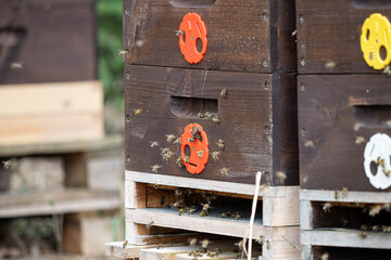 Close up of flying bees. Wooden beehive and bees.