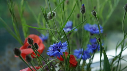 Colourful flowers in the garden