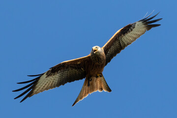 Portrait of a red kite (milvus milvus) with spread wings flying and screaming in front of clear blue background in satow germany