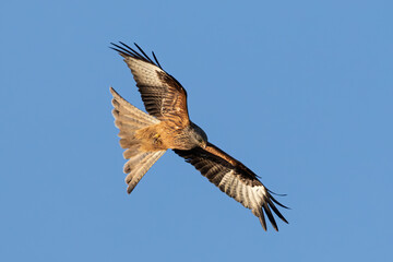 Portrait of a red kite (milvus milvus) with spread wings flying in front of clear blue background in satow germany