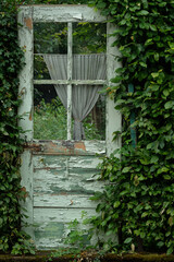 Old weathered rustic green door grown with ivy