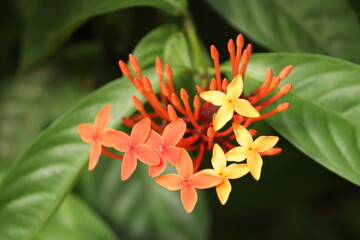 Red and Orange Ixora Flower