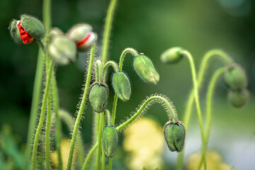 Bizarre shot of green buds of poppies