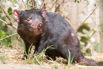 Tasmanian Devil (in german 
Beutelteufel) Sarcophilus harrisii