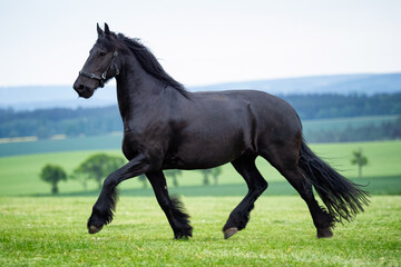 Running gallop black Friesian horse