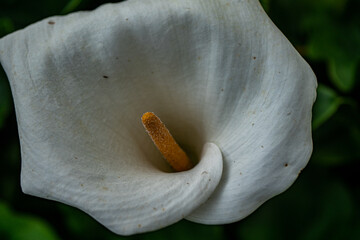  Macro Lirio Arum