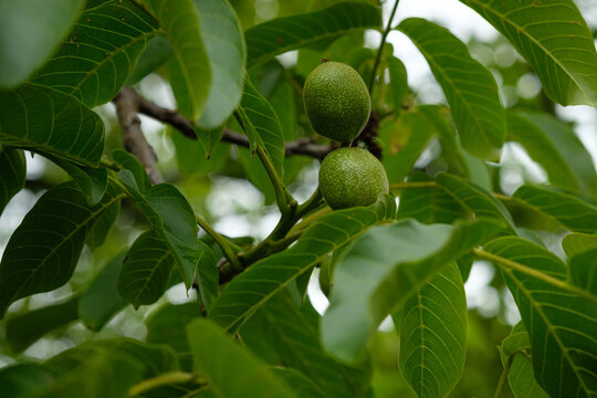 Green walnut fruits at a tree