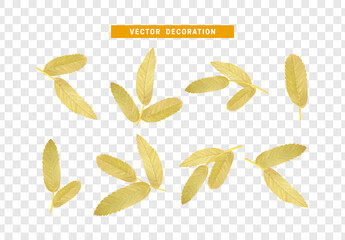 Leaves from the tree. set of realistic simple petals and leaves. Vector illustration