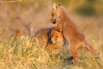 Red cubs in springtime playing in nature