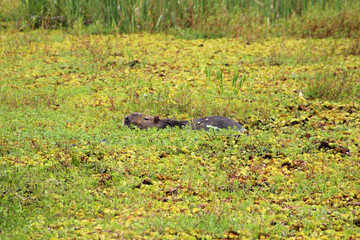 An interesting camouflage in the wetlands