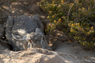 A ccamouflaged Desert hare in the desert of Bahrain