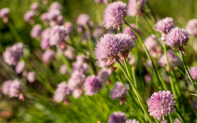 Chives blossoms covered in morning dew, close-up shot.