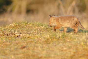 Red cubs in springtime playing in nature