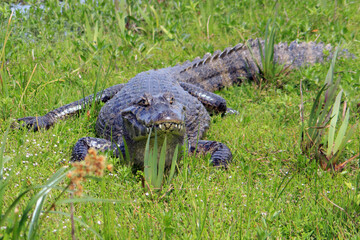 This tough guy is waiting for its prey