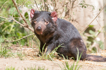 Tasmanian Devil (in german 
Beutelteufel) Sarcophilus harrisii