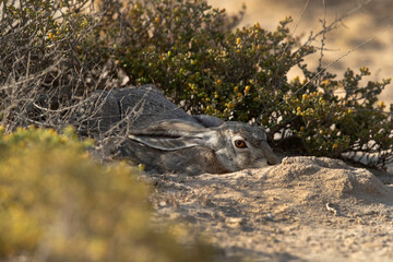 Desert hare hiding in the mid of desert plant at Bahrain
