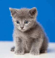 Little kitten with grey hair