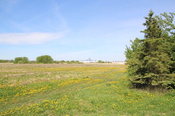 Field Of Dandelions, Pylypow Wetlands, Edmonton, Alberta