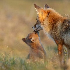 Red cubs in springtime playing in nature