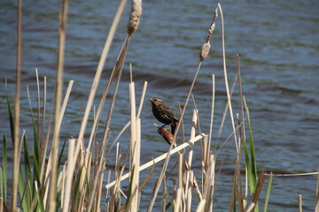Female Red Winged Blackbird, Pylypow Wetlands, Edmonton, Alberta