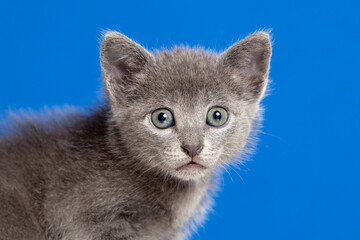 Little kitten with grey hair