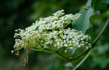 White elderflowers close-up