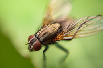 Macro mosca