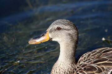 Just a duck staring at me