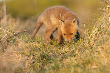 Red cubs in springtime playing in nature