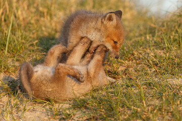 Red cubs in springtime playing in nature