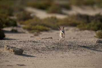 Desert hare running away in the desert of Bahrain