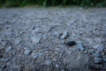 Lesser stag beetle (Dorcus parallelipipedus)