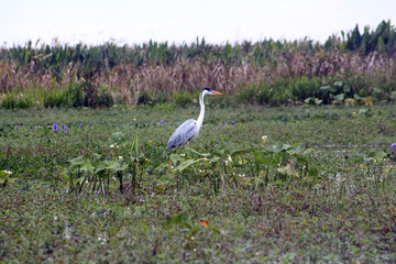 A peaceful morning in the wetlands